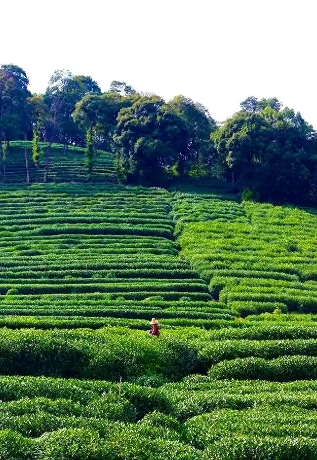 Tea Terraces and Plantation Walks